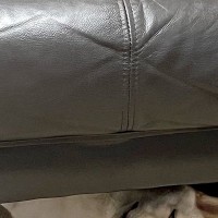 『犬を覗く時、犬もまた覗いている』ソファーの下でくつろぐワンコ→まるでホラー映画のような『表情』に1万いいね「目がｗｗ」「薄目で草」