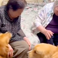 『87歳、双子のおばあちゃん』と再会を果たした大型犬たち→姿を見た瞬間に…可愛いが大渋滞している光景に反響「幸せでニヤける」「嬉しいね」
