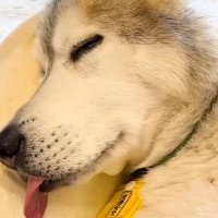 1歳のハスキー犬とおじいちゃん犬→朝の5時30分になると…完全に真逆な『朝の光景』が可愛いと14万再生「子どもは風の子」「二度寝最高」