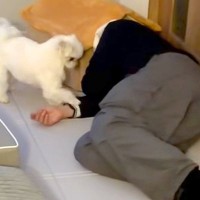 『仕事で疲れ果てた飼い主』VS『絶対撫でて欲しい犬』面白すぎる"想像以上の接戦"が12万再生「セルフなでなでｗ」「どっちの気持ちも分かる」