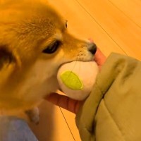 パパとママが帰ってきて大喜びする犬→『同時に呼んでみた』結果…なんだか切ない『態度の違い』が19万再生「滞在時間一瞬で草」「あるあるｗ」