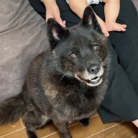 水が苦手な犬に『お風呂入ろう』と声を掛けた結果→笑顔から真顔になって…絶対に入ろうとしない光景に反響「降参ポーズ可愛いｗ」「笑った」