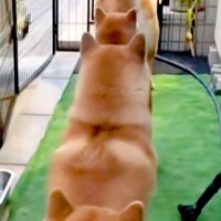 用事を終えて家に帰った女性→庭を見てみたら、犬たちが…思わず二度見する『お出迎えの仕方』が10万再生「幸せな後ろ姿」「笑えるほど可愛い」