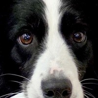 赤ちゃんのズボンを脱がしていたら『世界一賢いと言われる犬』が…気が利き過ぎている『まさかの光景』に12万いいね「すごい」「なんて賢い子」