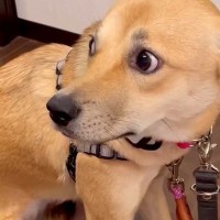 保護された『野犬』を飼い始めた初日、怖がりブルブルと震えて…当時では考えられない『現在の表情』が60万表示「全然違う」「幸せになったね」