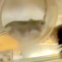 回し車で爆走するハムスター→犬が興味津々で見つめて…まるで人の子どものような『愛おしい行動』に反響「後ろ姿可愛すぎる」「気になるのねｗ」