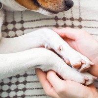 犬が亡くなる前『飼い主にできること』4選　穏やかな最期を過ごすための事前準備まで