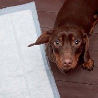 犬に『トイレを覚えさせる』5つのコツ　 押さえておきたいしつけのポイントまでご紹介