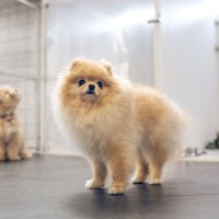 『ペットホテル』に預けられた犬の過ごし方とは？事前に知っておくべき注意点まで