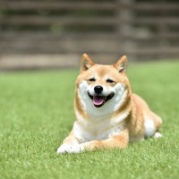 『マイペース』な犬種3選　迎える際の注意点や自由奔放なワンコへの適切な接し方まで