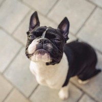 『無駄吠えしにくい犬種』4選　落ち着いたワンコの特徴や吠えさせないためにできることまで