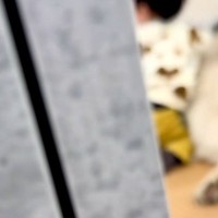 『赤ちゃんと超大型犬がいないな』と思い探した結果→ママに隠れてこっそりと…とんでもなく尊い『密会の様子』が30万再生「なにこの癒し空間」