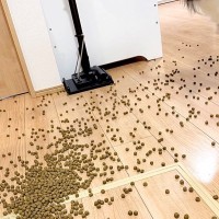 ドッグフードを床にこぼしてしまった結果→深呼吸で落ち着こうとしたら…犬の『正直すぎる表情』に6万いいね「準備してて草」「やる気満々ｗ」