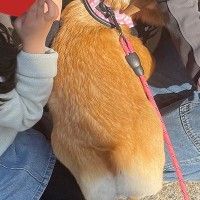 犬の散歩に行こうと玄関を開けた結果→『春休み中の小学生軍団』に捕まって…平和で愛に溢れた光景が55万表示「一人だけ上級者いるｗ」「素敵」