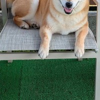 ドッグランに出かけた犬→『楽しんでくれるかな』と思った、4分後…思っていたのと違う光景に爆笑「柴犬すぎるｗｗ」「満足そうで笑った」
