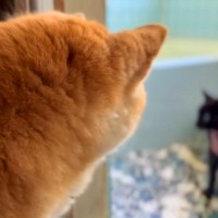 汚れて帰ってきた黒猫を『お風呂に入れた』結果→犬が心配して…保護者のように『オロオロと見守る光景』に反響「優しいお姉ちゃん」「声切ない」