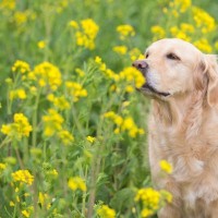 犬にしてはいけない『春のNG行為』6選　トラブルを引き起こす飼い主のタブー行動とは？