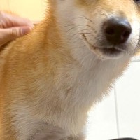 『雨だけど、散歩行く？』と犬に聞いてみた結果→わかりやすく嫌がっている『表情』に5万いいね集まる「顔に出るタイプｗｗ」「言葉理解してる」