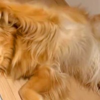 猫と一緒に育った大型犬→影響を受け過ぎて…完全に『自分を猫だと思っている光景』に3万いいね集まる「大きい猫で草」「とってもかわいい」