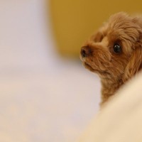 犬が寝る前に『グルグル回る』のはなぜ？3つの理由や注意すべき状態まで解説