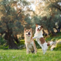 犬に『友達』は必要なの？犬同士で交流させるメリットや遊ばせる際の注意点まで解説