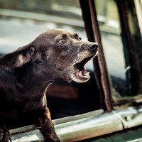 犬が『吠え続ける』4つの理由　静かにさせる方法はあるの？NG対応まで解説
