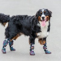 犬に『靴』を履かせるべきタイミング3つ　嫌がってしまう場合の対処法とは？