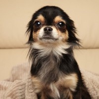 犬が『警戒』しているサイン4つ　恐怖や緊張しているときにやってはいけないタブー行為まで