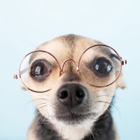 犬の『視力』はどのくらい？人間とは異なるモノの見え方とは？