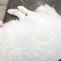 『マイペースすぎる超大型犬』を散歩に連れて行った結果→『疲れた』と駄々をこね…『まさかの光景』が406万再生「スイッチ切れｗ」「可愛い」