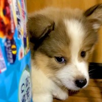 収容されていた『野犬の子犬』を飼った結果→辛い経験を経て…涙が止まらない『2年間の成長記録』が265万再生「愛情深さに感動…」「泣いた」