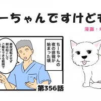 ちーちゃんですけどもっ【第356話】「夜の徘徊のお話」