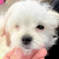 『売れない』と言われた『片目が無い犬』を発見→気になり何度も会いに行って…涙あふれる『まさかの展開』に感動「素晴らしい出会い」「天使」