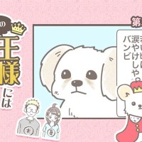 うちの王様にはどうしても抗えない【第351話】「目やに問題」