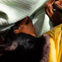 犬の『免疫力が低下する』飼い主のNG行為５選　体が弱っているときの危険な症状とは？