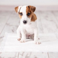 犬に絶対NGな『トイレ環境』５選　粗相を減らすための適切な置き場とは？