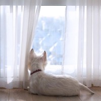 犬が不安になってしまう『留守番環境』５選　外出前に必ずすべき安全対策とは？