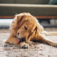 犬が『我慢』しているサイン５選　ストレスを溜めさせないための改善策とは？