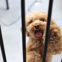 犬にとって『超危険な場所』５選　考えられるリスクや飼い主が必ずすべき対策まで
