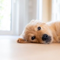 室内犬にしてはいけない『絶対NG行為』５選　愛犬の命に関わるタブー行動とは？