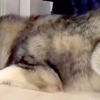 猫のケージを羨ましくなった大型犬→頭を突っ込んで…自分のサイズが分かっていない『衝撃の光景』が48万再生「満足してて草」「ごきげんｗｗ」