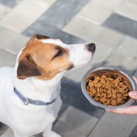 犬がみせる『お腹いっぱい』サイン3つ　食べ過ぎによる悪影響まで解説