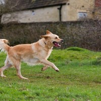 犬の『しっぽ』から読み取れる心理4つ　動かし方からわかる愛犬の感情や判断する方法まで