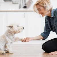 犬の『しつけが下手な人』がやりがちな絶対NG行為５選　信頼関係が崩壊する飼い主の行動まで