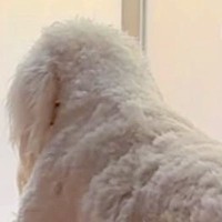 窓の方を向いて固まる大型犬→何しているのかと近づいてみると…まさかのハプニングが30万再生「哀愁がｗｗ」「おじいちゃんみたいで草」と反響