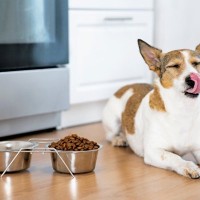 犬が『このご飯嫌い』と言っている仕草や行動５選　愛犬が偏食になってしまう原因とは？