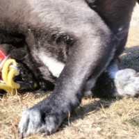 お出かけ中の犬が、突然地面に耳を当てて…センスを感じる『飼い主の一言』に4万いいね集まる「きっと聞こえてるｗ」「最高に可愛い顔」と絶賛