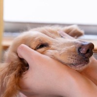 犬は飼い主に嘘をつくことがある？愛犬が隠しごとをしているときにみせる行動まで