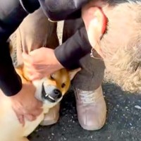 隣に住むおばあちゃんのことが大好きな犬→散歩中に出会った結果…大好きが溢れた『尊すぎる光景』に反響「いいなあ」「声が落ち着くのかな？」