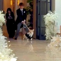 結婚式でリングドッグに挑戦した犬→リハーサルではうまくいかず…本番で見せた『まさかの展開』が14万再生「素晴らしいよ」「感動した」